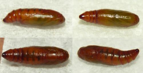 Etiella zinckenella